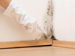  Whitesboro, NY Mold Removal & Remediation Pros